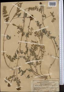 Astragalus peduncularis Royle ex Benth., Middle Asia, Pamir & Pamiro-Alai (M2) (Kyrgyzstan)
