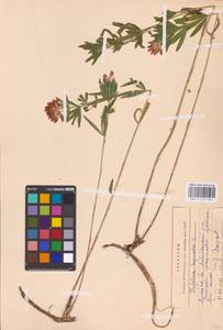 Trifolium lupinaster L., Eastern Europe, Central forest-and-steppe region (E6) (Russia)