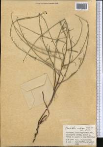 Chondrilla ambigua Fisch. ex Kar. & Kir., Middle Asia, Dzungarian Alatau & Tarbagatai (M5) (Kazakhstan)