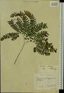 Adiantum pedatum L., Siberia, Russian Far East (S6) (Russia)