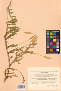 Lycopodium clavatum L., Siberia, Russian Far East (S6) (Russia)