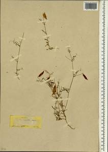 Vicia monantha, South Asia, South Asia (Asia outside ex-Soviet states and Mongolia) (ASIA) (Turkey)