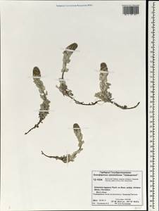 Artemisia lagopus Fisch. ex Besser, Siberia, Central Siberia (S3) (Russia)