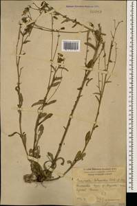 Campanula sibirica subsp. hohenackeri (Fisch. & C.A.Mey.) Damboldt, Caucasus, Krasnodar Krai & Adygea (K1a) (Russia)