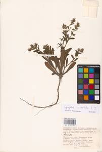 MHA 0 152 595, Lycopsis arvensis subsp. orientalis (L.) Kuzn., Eastern Europe, Lower Volga region (E9) (Russia)