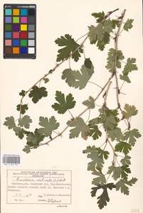 Ribes uva-crispa var. sativum DC., Eastern Europe, Moscow region (E4a) (Russia)