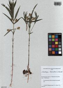 Lysimachia thyrsiflora L., Siberia, Altai & Sayany Mountains (S2) (Russia)