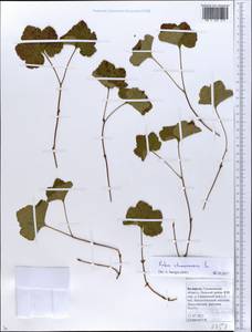 Rubus chamaemorus L., Eastern Europe, Belarus (E3a) (Belarus)