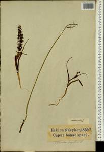Wurmbea monopetala (L.f.) B.Nord., Africa (AFR) (South Africa)