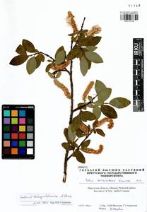 Salix dshugdshurica A. Skvortr., Siberia, Baikal & Transbaikal region (S4) (Russia)