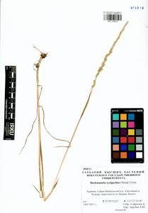 Beckmannia syzigachne (Steud.) Fernald, Siberia, Baikal & Transbaikal region (S4) (Russia)