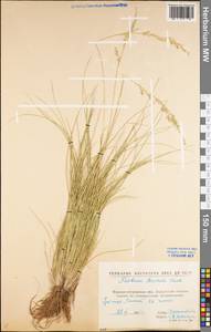 Festuca beckeri (Hack.) Trautv., Eastern Europe, North Ukrainian region (E11) (Ukraine)