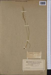 Avenula pubescens (Huds.) Dumort., Western Europe (EUR) (Not classified)