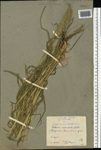 Setaria verticillata (L.) P.Beauv., Eastern Europe, Rostov Oblast (E12a) (Russia)