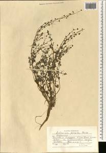 Artemisia persica Boiss., South Asia, South Asia (Asia outside ex-Soviet states and Mongolia) (ASIA) (Afghanistan)