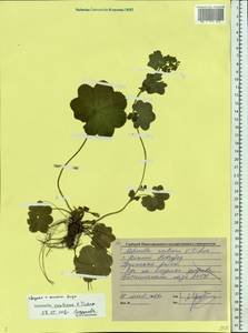 Alchemilla ventiana V. N. Tikhom., Eastern Europe, Volga-Kama region (E7) (Russia)