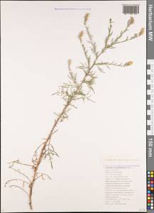Centaurea sarandinakiae N. B. Illar., Caucasus, Black Sea Shore (from Novorossiysk to Adler) (K3) (Russia)