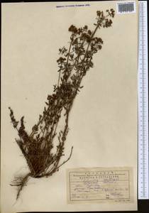 Hypericum scabrum L., Middle Asia, Western Tian Shan & Karatau (M3) (Kazakhstan)