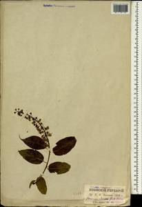 Prunus ssiori F. Schmidt, South Asia, South Asia (Asia outside ex-Soviet states and Mongolia) (ASIA) (Japan)