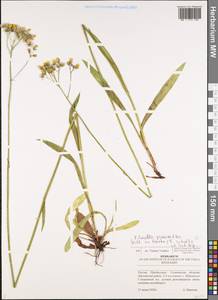 Pilosella piloselloides subsp. praealta (Gochnat) S. Bräut. & Greuter, Eastern Europe, Middle Volga region (E8) (Russia)