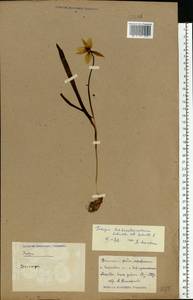 Tulipa sylvestris subsp. australis (Link) Pamp., Middle Asia, Caspian Ustyurt & Northern Aralia (M8) (Kazakhstan)