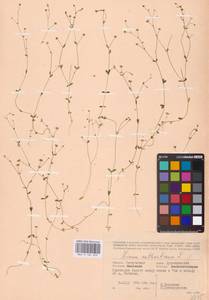 Linum catharticum L., Eastern Europe, Western region (E3) (Russia)