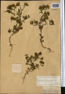 Bidens tripartita L., Middle Asia, Muyunkumy, Balkhash & Betpak-Dala (M9) (Kazakhstan)