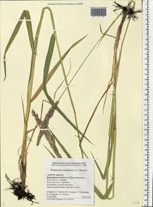 Phalaris arundinacea L., Eastern Europe, Central forest-and-steppe region (E6) (Russia)