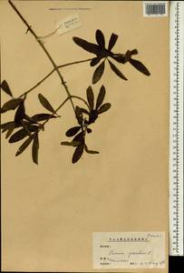 Punica granatum L., South Asia, South Asia (Asia outside ex-Soviet states and Mongolia) (ASIA) (China)