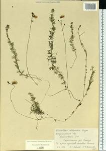 Utricularia intermedia Hayne, Eastern Europe, Central region (E4) (Russia)