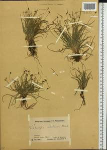 Fimbristylis dichotoma var. ochotensis (Meinsh.) T.Koyama, Siberia, Chukotka & Kamchatka (S7) (Russia)