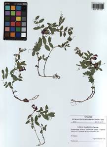 KUZ 001 227, Lathyrus humilis (Ser.)Spreng., Siberia, Altai & Sayany Mountains (S2) (Russia)