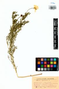 Adonis sibirica Patrin ex Ledeb., Siberia, Baikal & Transbaikal region (S4) (Russia)