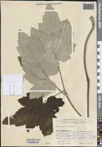 Eriocapitella vitifolia (Buch.-Ham. ex DC.) Nakai, South Asia, South Asia (Asia outside ex-Soviet states and Mongolia) (ASIA) (China)