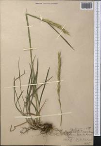 Elymus uralensis (Nevski) Tzvelev, Middle Asia, Western Tian Shan & Karatau (M3) (Uzbekistan)