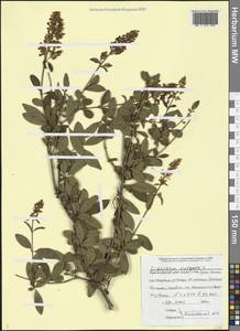 Ligustrum vulgare L., Caucasus, Black Sea Shore (from Novorossiysk to Adler) (K3) (Russia)