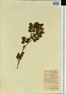 Rosa maximowicziana Regel, Siberia, Russian Far East (S6) (Russia)