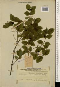 Lonicera caucasica subsp. orientalis (Lam.) D. F. Chamb. & Long, Caucasus, Azerbaijan (K6) (Azerbaijan)