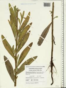 Cirsium arvense (L.) Scop., Eastern Europe, Northern region (E1) (Russia)