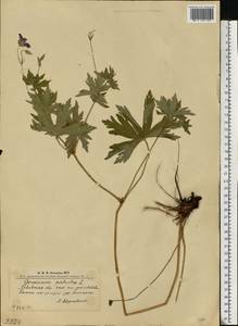 Geranium palustre L., Eastern Europe, West Ukrainian region (E13) (Ukraine)