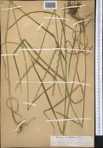 Thinopyrum intermedium subsp. intermedium, Middle Asia, Western Tian Shan & Karatau (M3) (Kazakhstan)