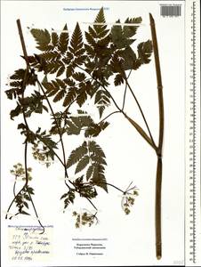 Chaerophyllum aureum L., Caucasus, Stavropol Krai, Karachay-Cherkessia & Kabardino-Balkaria (K1b) (Russia)