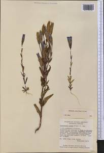 Gentianopsis crinita (Froel.) Ma, America (AMER) (Canada)