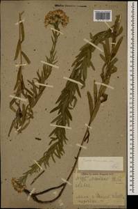 Galatella sedifolia subsp. dracunculoides (Lam.) Greuter, Caucasus, Krasnodar Krai & Adygea (K1a) (Russia)