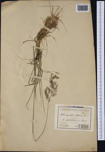 Calamagrostis pseudophragmites (Haller f.) Koeler, Western Europe (EUR) (Bulgaria)