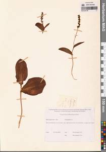 Platanthera chorisiana var. elata Finet, Siberia, Chukotka & Kamchatka (S7) (Russia)