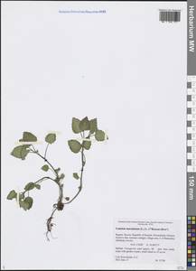 Lamium maculatum (L.) L., Eastern Europe, Northern region (E1) (Russia)