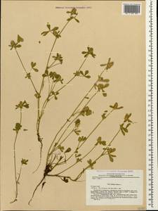 Trifolium striatum L., Caucasus, Stavropol Krai, Karachay-Cherkessia & Kabardino-Balkaria (K1b) (Russia)