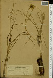 Allium condensatum Turcz., Siberia, Russian Far East (S6) (Russia)