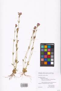 Centaurium erythraea, Eastern Europe, Central region (E4) (Russia)